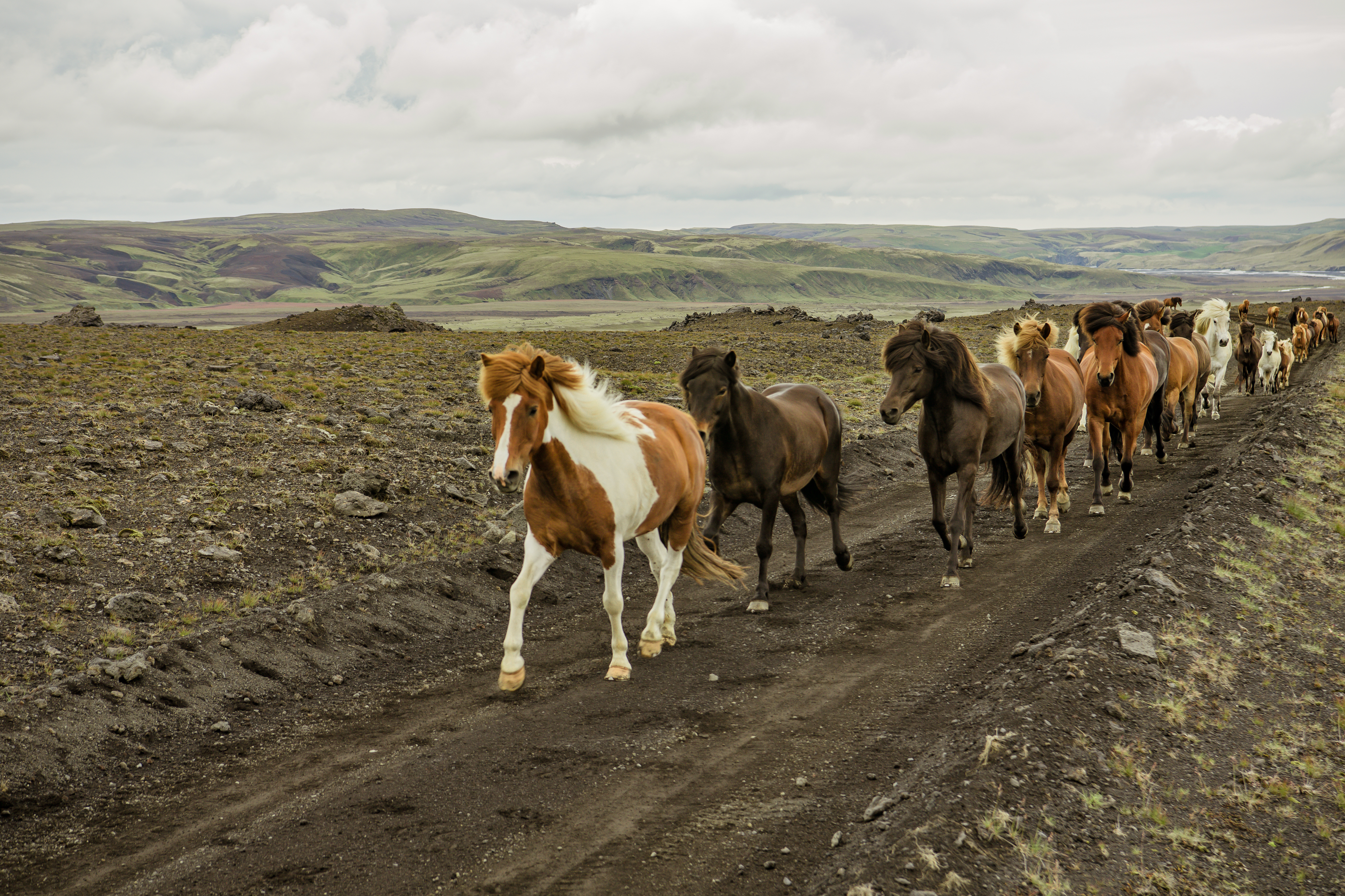 Icelandic Horses in Katla Geopark