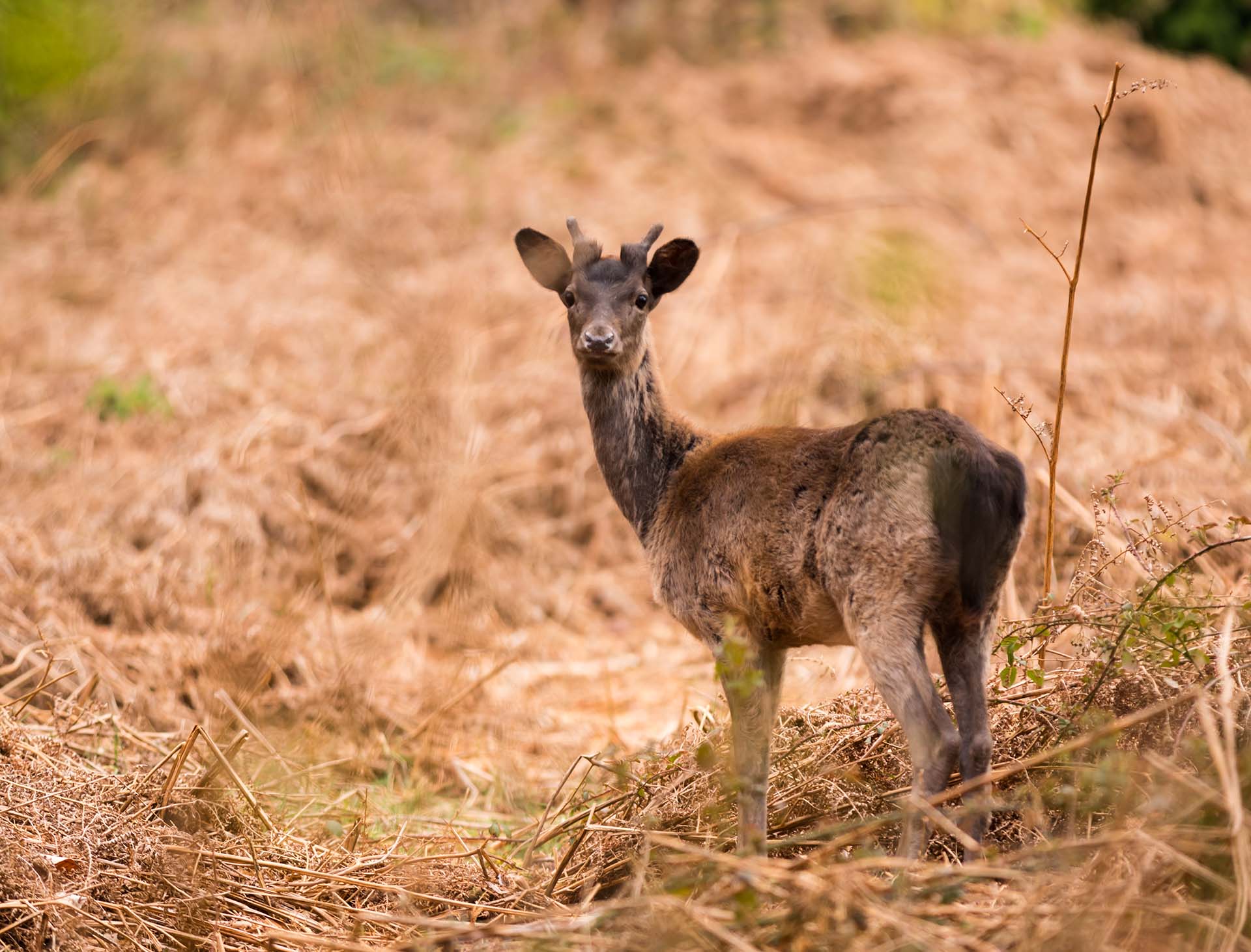 A young deer standing among dead bracken in the lower Wye Valley.