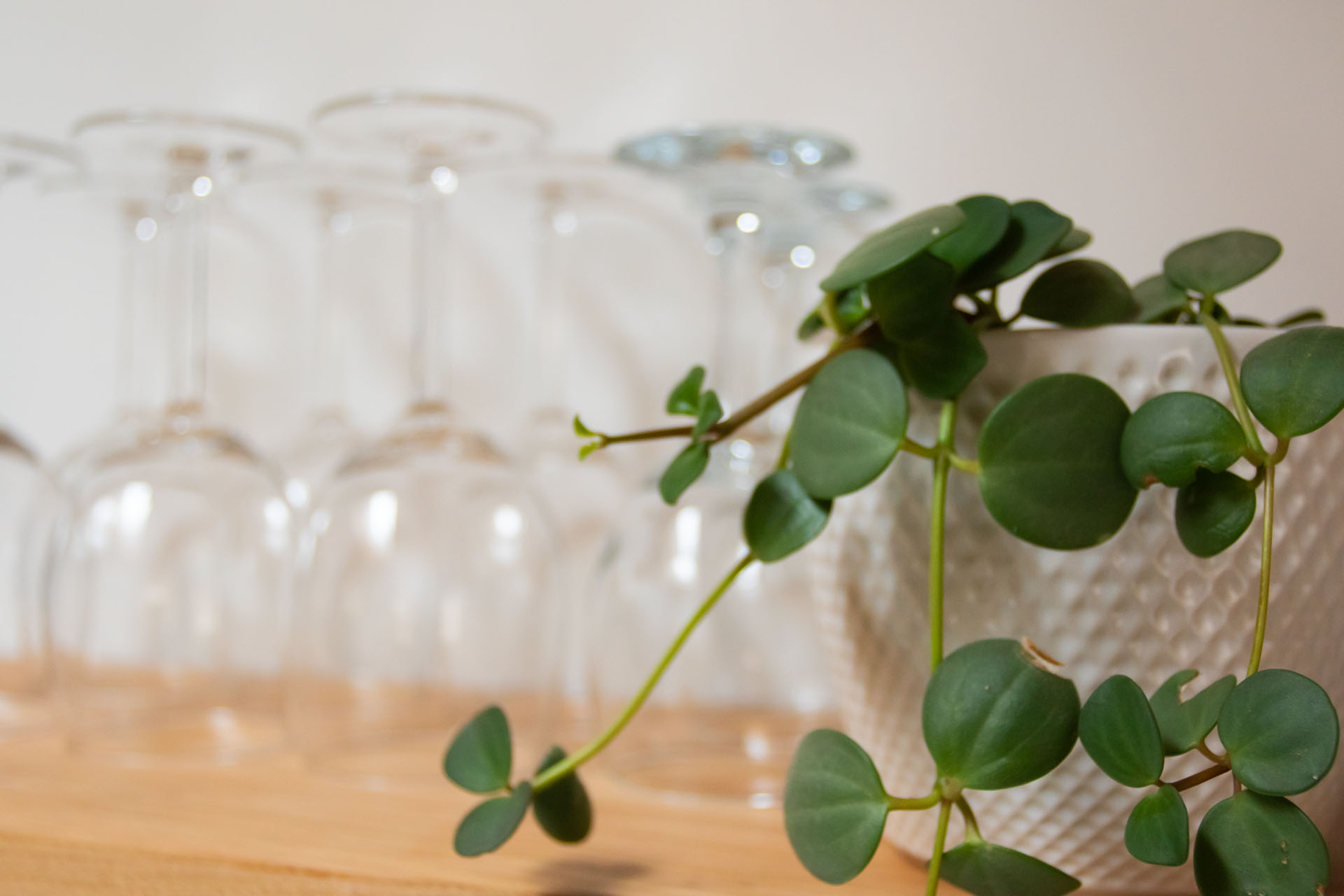 Plant pot with trailing plant and wine glasses on a kitchen shelf at Fernleigh Courtyard luxury holiday cottage.